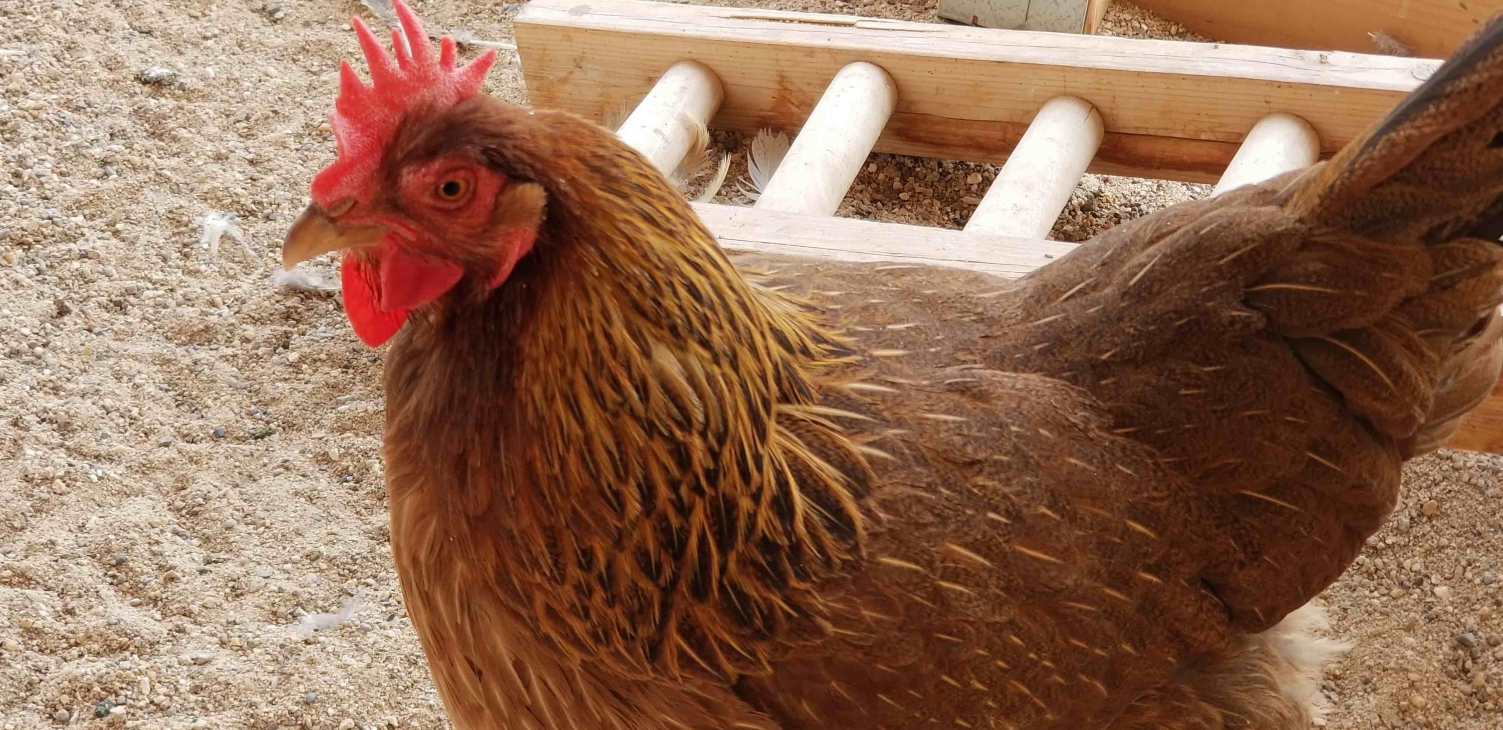 6 Reason Why Your Hens Stop Laying Eggs Be the Organic U